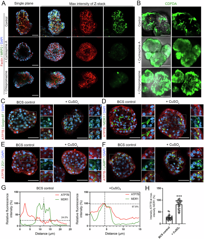 Fig. 7: Expandable G-heporgs recapitulated copper-stimulated ATP7B translocation.