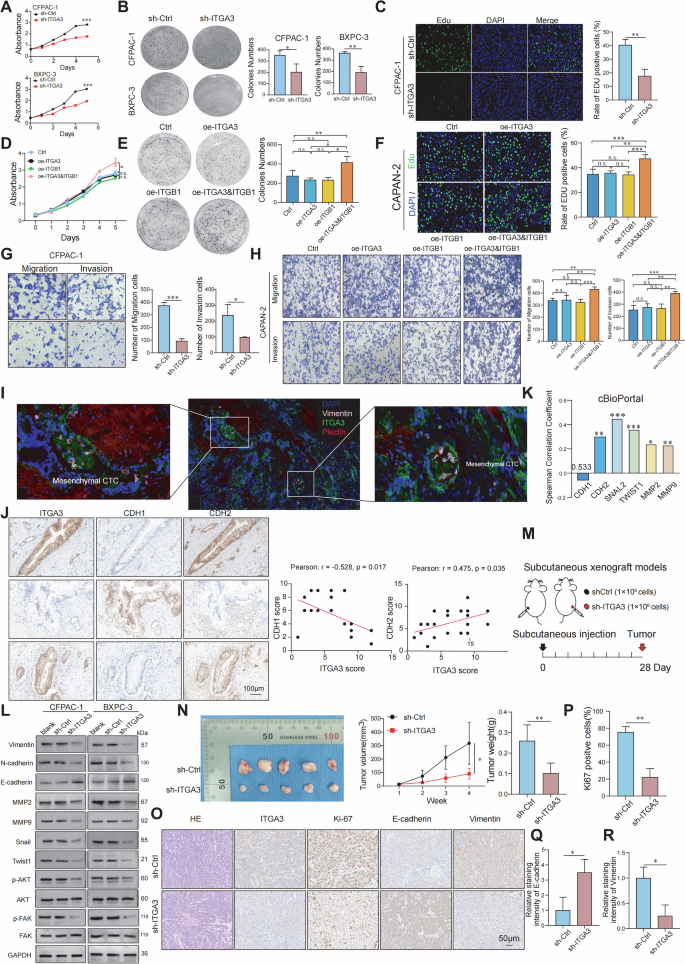 Fig. 3: ITGA3 promotes the proliferation and migration of PDAC cells.