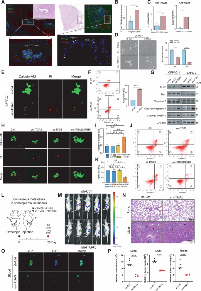 Fig. 4: ITGA3 promotes the formation of homotypic CTC clusters and suppresses apoptosis.