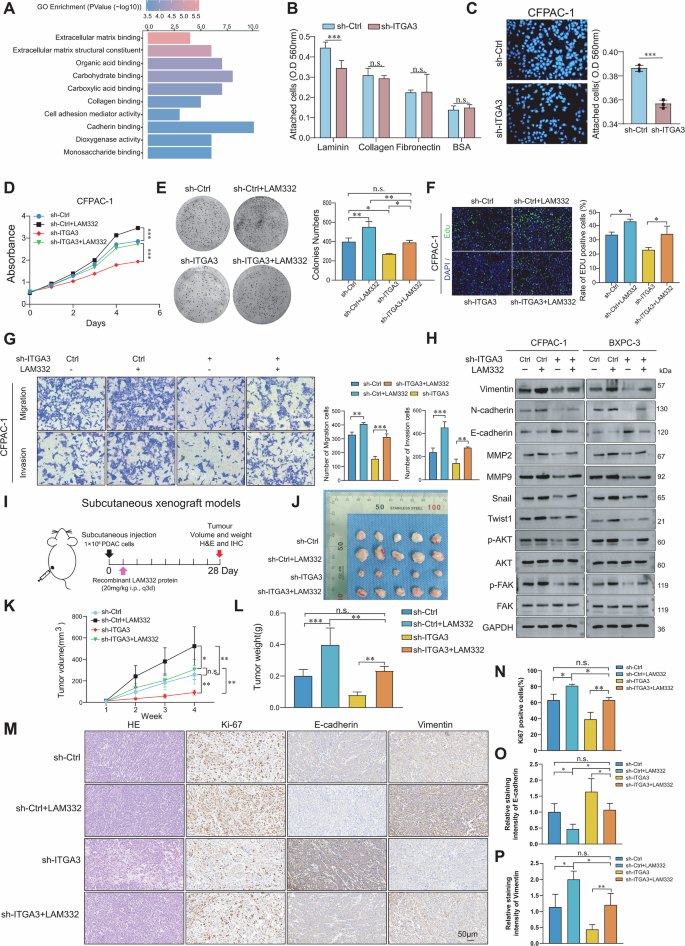 Fig. 5: The LAM332–ITGA3 axis regulates PDAC cell proliferation and migration.
