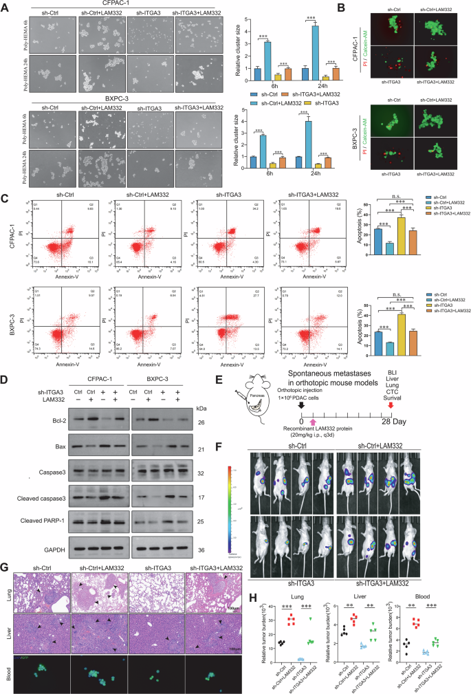 Fig. 6: The LAM332–ITGA3 axis promotes homotypic CTC clustering, apoptosis resistance, and metastasis.