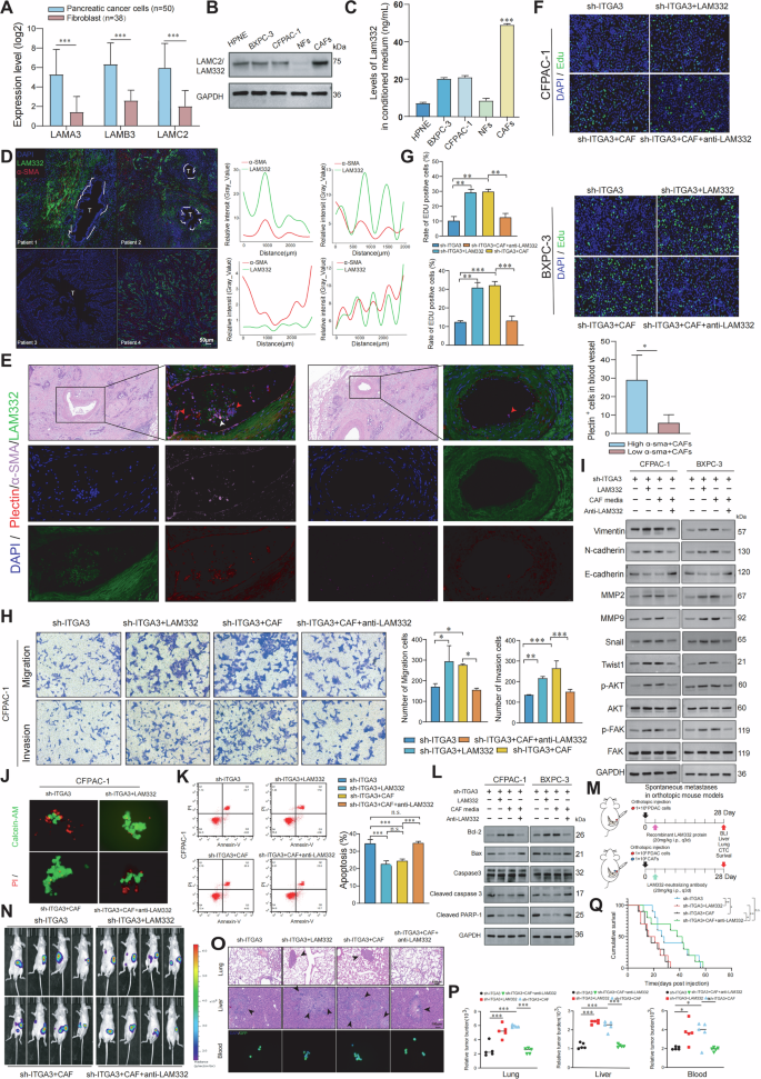 Fig. 7: CAFs-derived LAM332 enhances PDAC progression via ITGA3 on tumor cells.