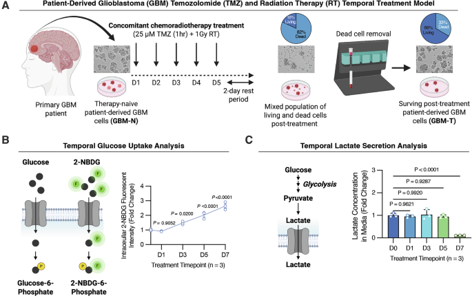Fig. 1: GBM cells that survive chemoradiotherapy treatment exhibit increased glucose uptake but decreased lactate production.