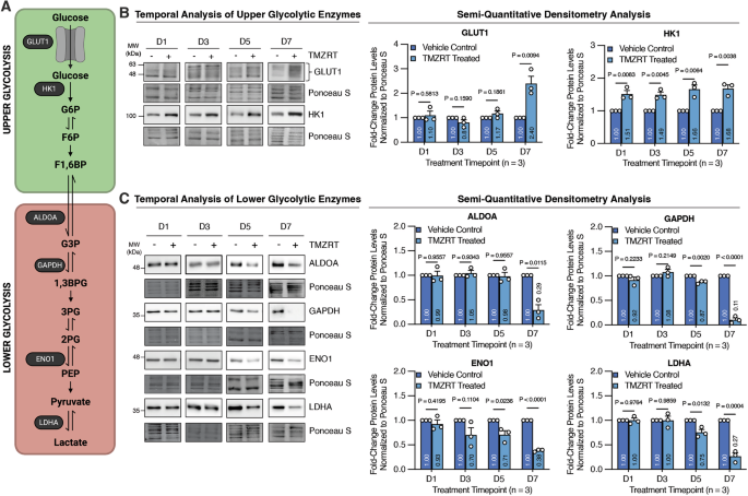 Fig. 2: Temporal profiling of glycolytic enzymes reveals bifurcated regulation of upper and lower glycolysis.
