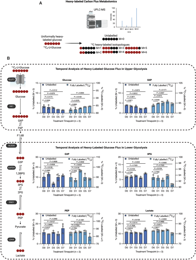 Fig. 3: Temporal stable isotope tracing reveals elevated glucose uptake and retention coupled with attenuated lower glycolytic flux and reduced glucose-derived lactate production in chemoradiotherapy-treated GBM cells.