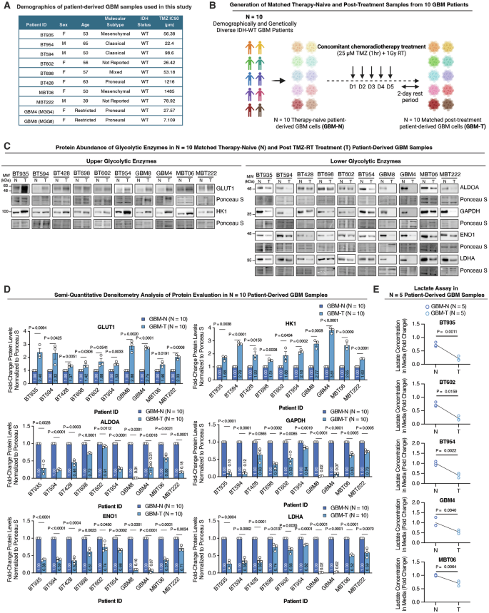 Fig. 4: Bifurcated upper and lower glycolysis in chemoradiotherapy-surviving GBM cells is a conserved phenotype across diverse patient-derived models.