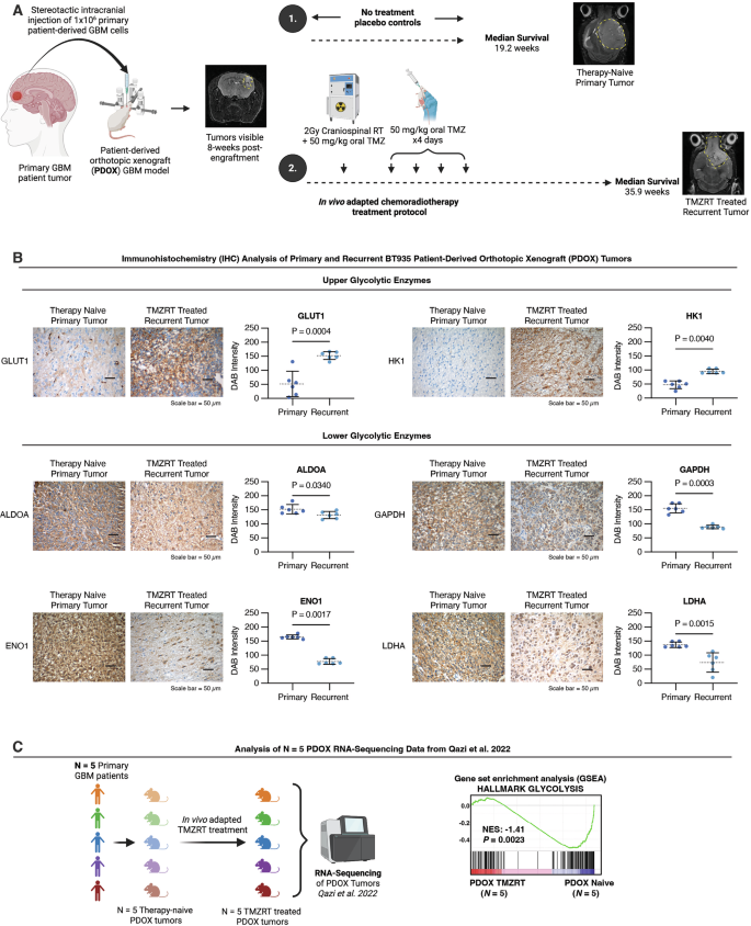 Fig. 5: Bifurcation of upper and lower glycolytic metabolism following chemoradiotherapy treatment is conserved in vivo and maintained in recurrent tumors.