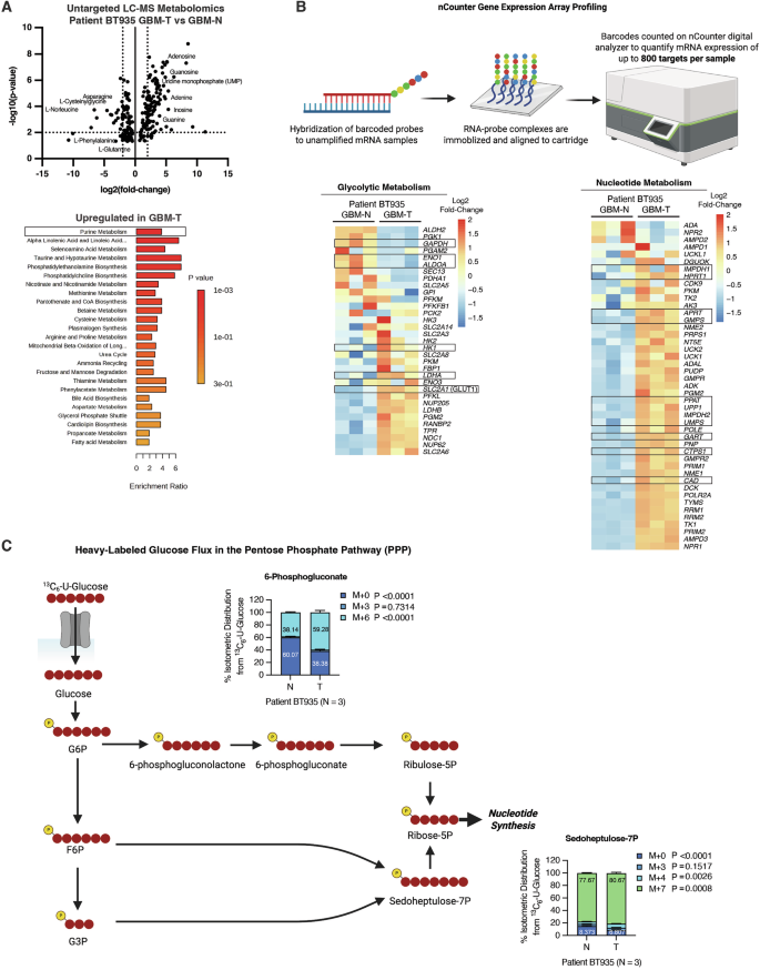 Fig. 6: Chemoradiotherapy promotes nucleotide biosynthesis through metabolic rerouting of upper glucose flux toward the pentose phosphate pathway.