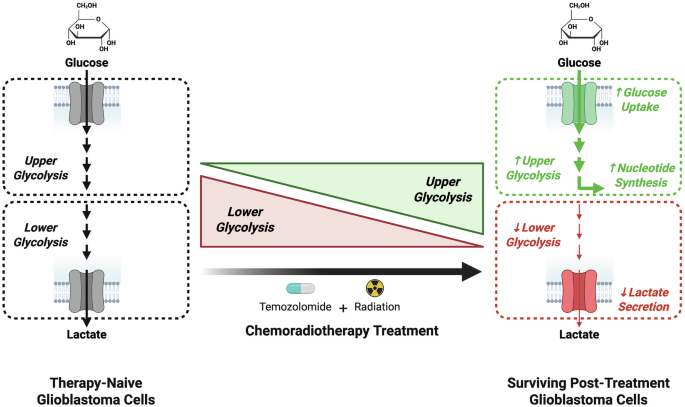 Fig. 7: Glioblastoma cells that evade chemoradiotherapy-induced cell death exhibit a bifurcated glycolytic program.