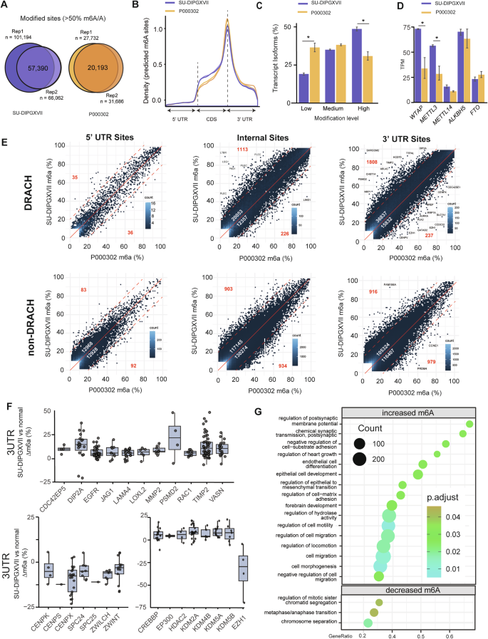 Fig. 1: RNA N6-Methyladenosine (m6A) landscape of DMG cells vs non-neoplastic, patient-derived brain cells.