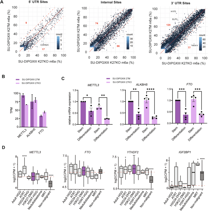 Fig. 2: Landscape of m6A and its regulators in DIPGXIII and its isogenic lines.