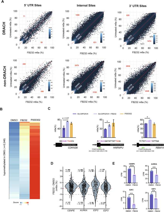 Fig. 5: Effects of FB23-2 treatment on the m6A landscape in SU-DIPGXVII.