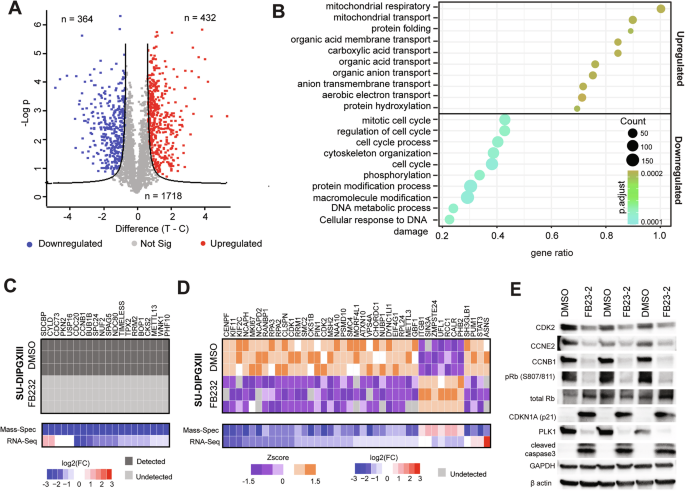 Fig. 6: Proteomic analysis of FB23-2-treated DMG cells.