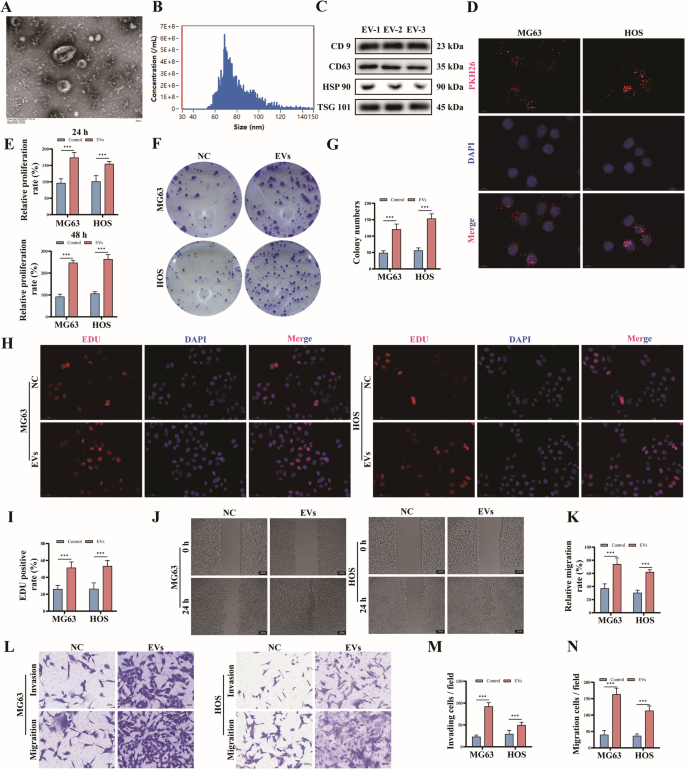 Fig. 1: Co-culture of EVs of BMSCs facilitates the proliferation, migration and invasion of OS cells.
