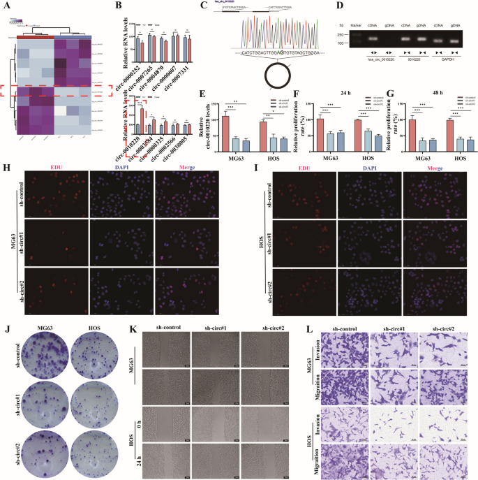 Fig. 2: CircRNA-0010220 serves as a crucial molecule facilitating the proliferation, invasion and metastasis of osteosarcoma cells in vitro.