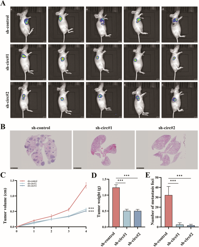 Fig. 3: CircRNA-0010220 is capable of facilitating the proliferation and metastasis of osteosarcoma in vivo.
