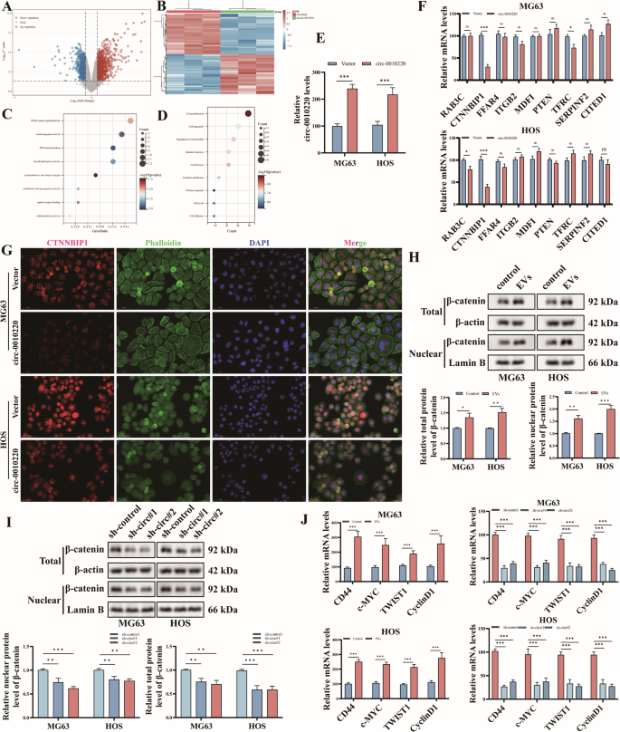 Fig. 4: CircRNA-0010220 activates the Wnt/β-catenin signaling pathway in OS cells by inhibiting CTNNBIP1.