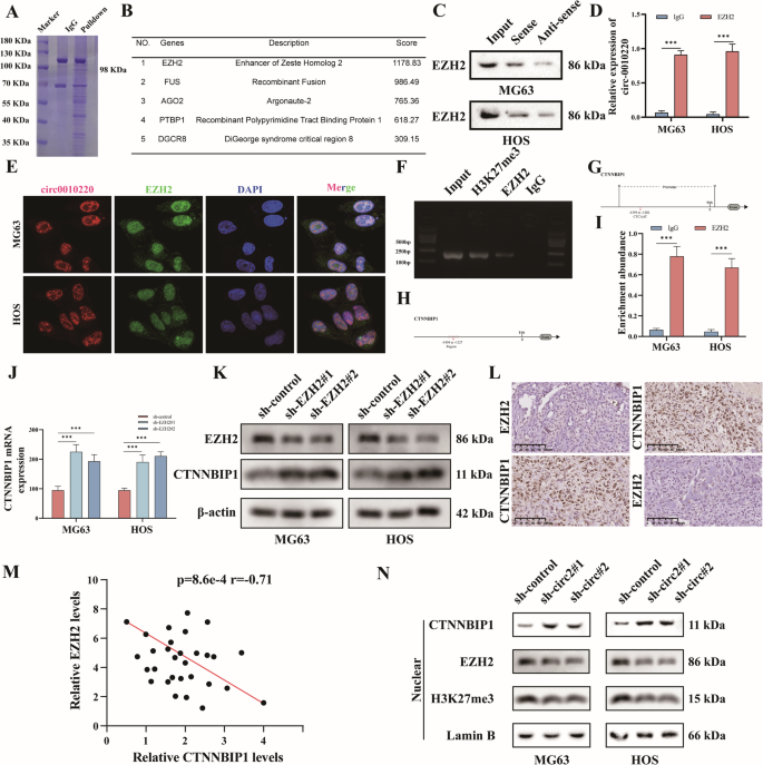 Fig. 5: CircRNA-0010220 recruits EZH2 to facilitate the trimethylation of histone H3K27, thereby suppressing the expression of CTNNBIP1 in the OS.
