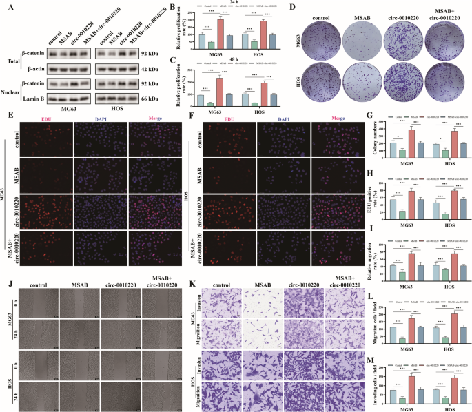 Fig. 6: The inhibition of the β-catenin/Wnt signaling pathway reversed the promotional effect of circRNA-0010220 on the proliferation, migration and invasion of OS cells.