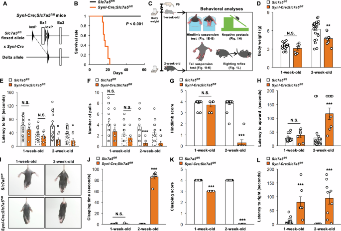 Fig. 1: Slc7a5 ablation in Syn1-expressing neurons causes motor dysfunction at perinatal stage.