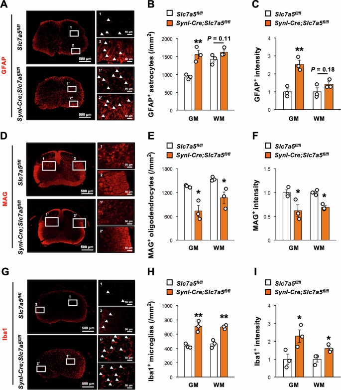 Fig. 3: Slc7a5 ablation in Syn1-expressing neuron results in gliosis and myelopathy in lumbar spinal cord.