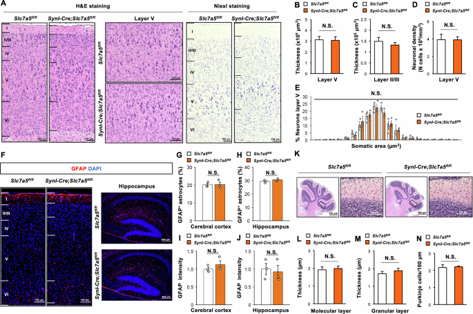 Fig. 4: Slc7a5 ablation in Syn1-expressing neuron does not induce abnormalities of brain morphology.
