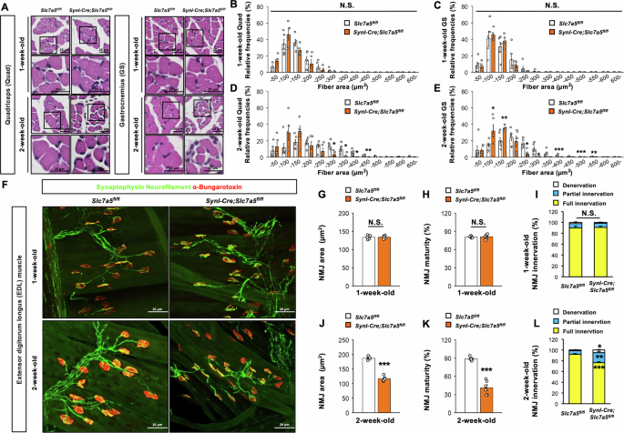 Fig. 5: Slc7a5 ablation in Syn1-expressing neuron leads to muscle atrophy and NMJ dysfunction.