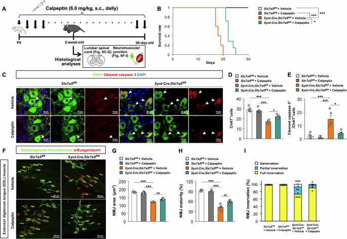 Fig. 6: Inhibition of apoptosis ameliorates the phenotypes induced by Slc7a5 deficiency.