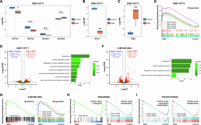 Fig. 7: Bioinformatic analyses suggest the involvement of amino acid signaling in SMA model mice.