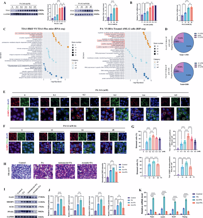 Fig. 4: TIA1-positive SGs are activated in PA-treated hepatocytes and participate in the regulation of lipid homeostasis.