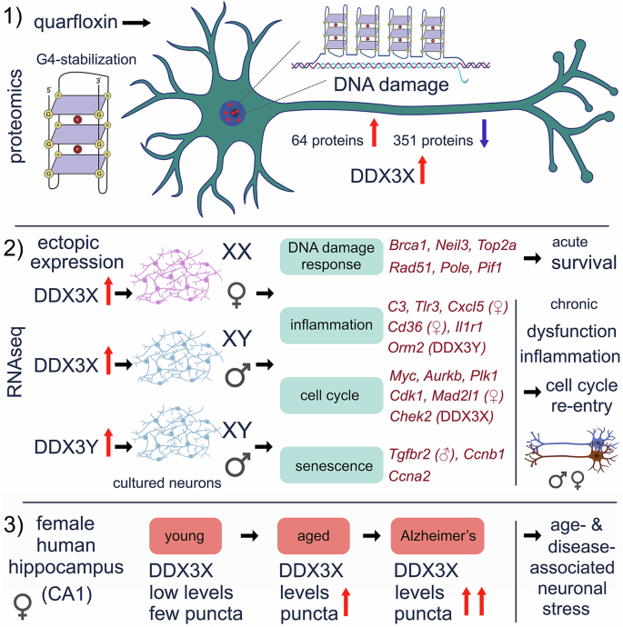 Sex-linked helicases DDX3X and DDX3Y regulate G-quadruplex-associated stress in neurons