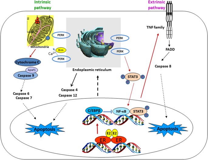 Modulation of nuclear factor-kappa B activation by the endoplasmic reticulum stress PERK to mediate estrogen-induced in breast cancer cells | Cell Death Discovery