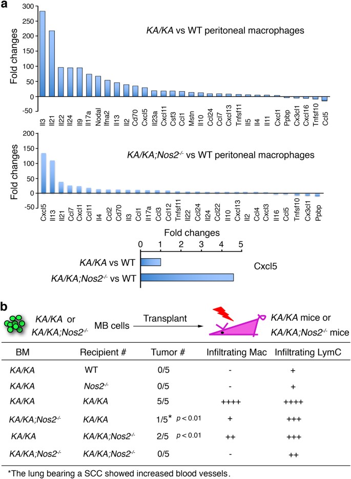 Fig. 6: NOS2 regulates macrophage properties and NOS2 null bone marrow (BM) transplantation reduces lung SCC development.