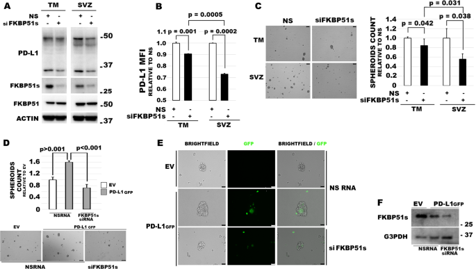 Fig. 4: FKBP51s regulates PD-L1 expression and spheroid formation in TM-GBM and SVZ-GBM cells.