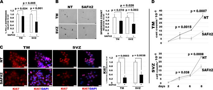 Fig. 5: SAFit2 decreases PD-L1 expression and spheroid formation and impairs in vitro growth of TM-GBM and SVZ-GBM cells.