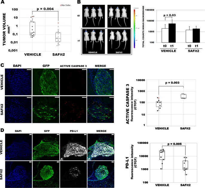 Fig. 6: SAFit2 impairs GBM growth in vivo.