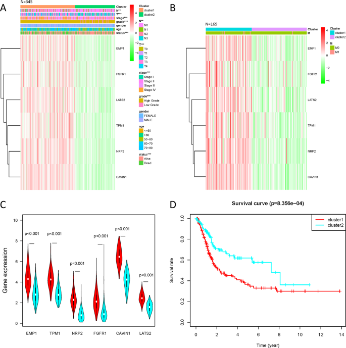 Fig. 4: Comparison of clinical characteristics and expression of survival-related genes between 2 cluster groups of patients divided by consistent cluster analysis.