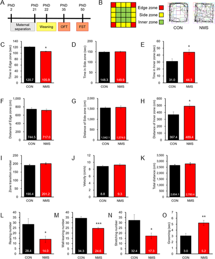 Fig. 1: Schematic representation of the experimental schedule, exploratory, and ethological behavior.
