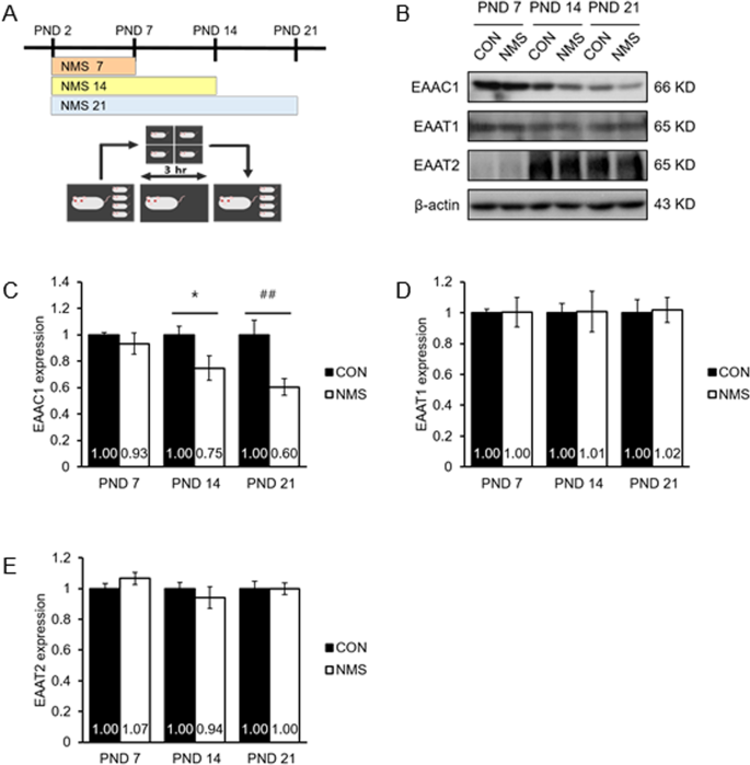Fig. 3: NMS downregulates EAAC1 expression in various duration NMS models.