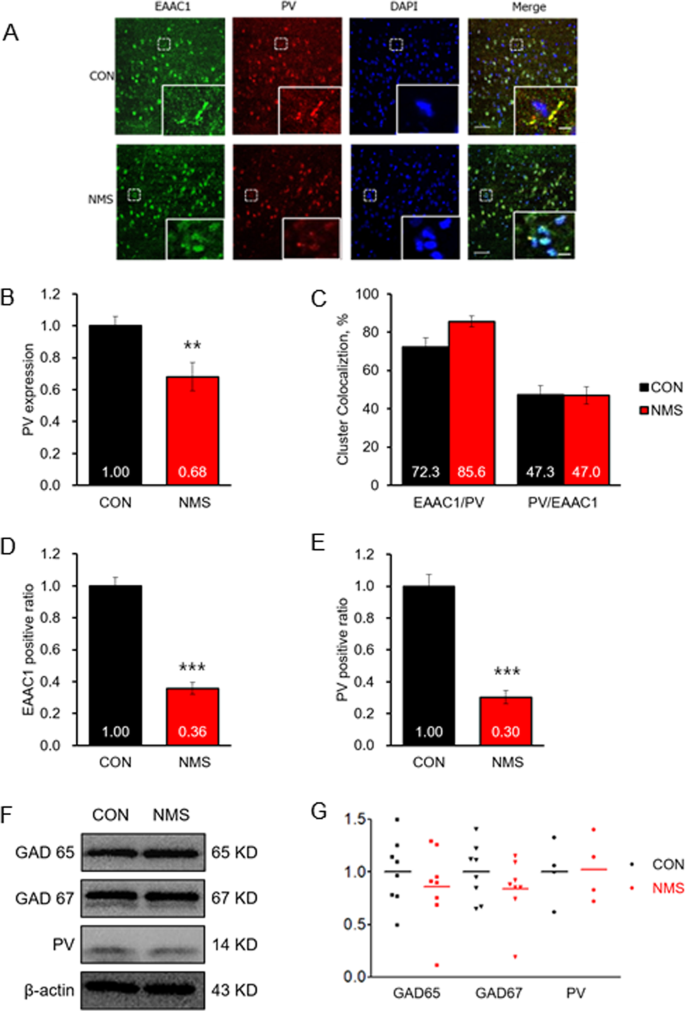 Fig. 6: Decreased EAAC1 and PV-positive neurons in the hippocampus of NMS rats.