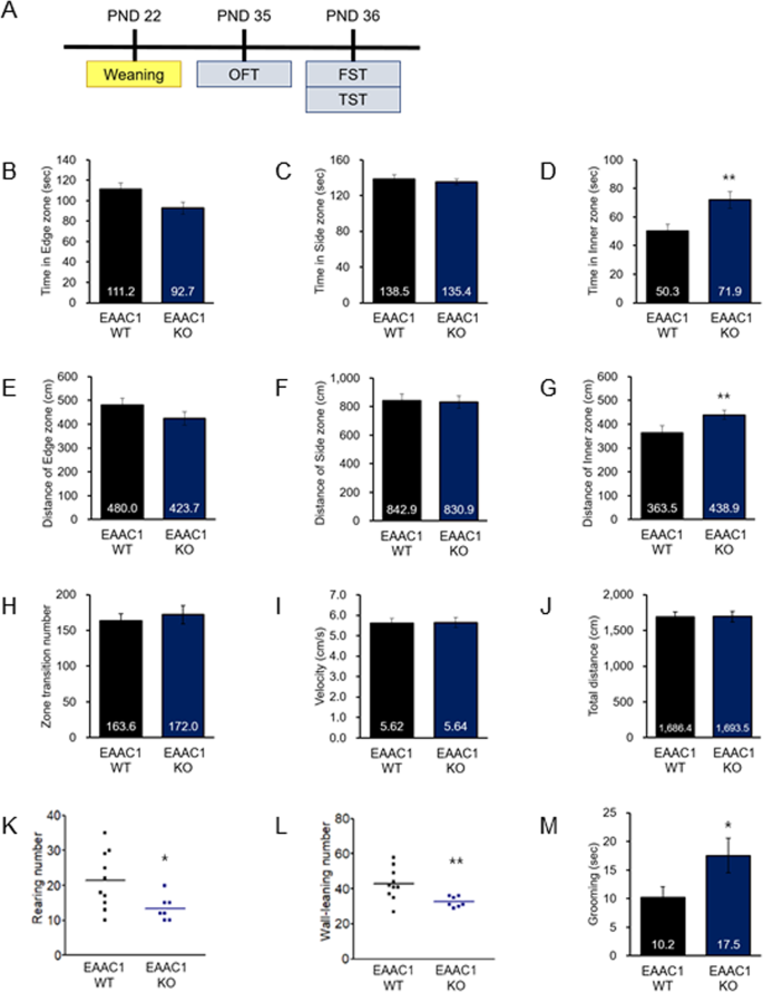 Fig. 7: EAAC1 (−/−) mice exhibit impulsive-like behavior and reduce orienting behavior.