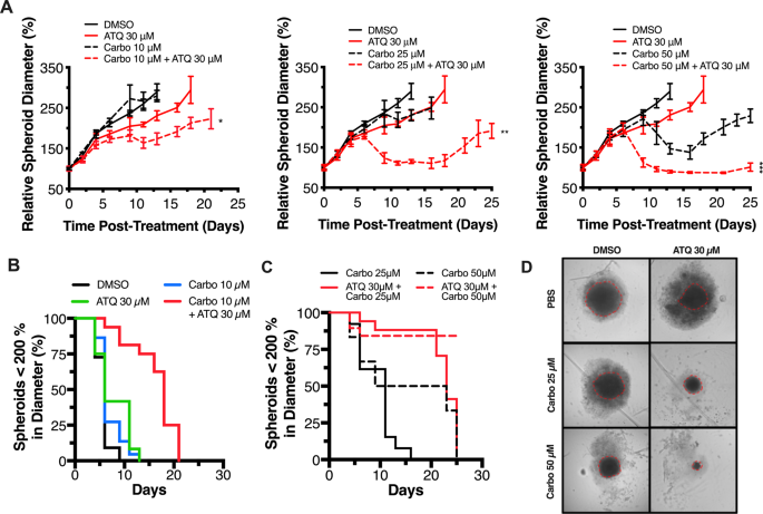 Fig. 4: ATQ potentiates carboplatin-induced growth delay of 3D spheroids in a concentration-dependent manner.