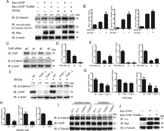 Fig. 1: CHIP promotes the activation of Wnt signaling and the degradation of Arc.