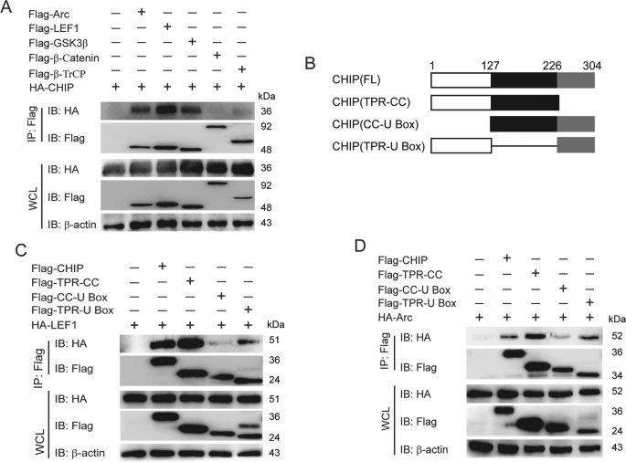Fig. 3: CHIP interacts with LEF1 and Arc.