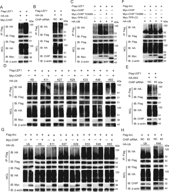 Fig. 4: CHIP increases the K63-linked ubiquitination of LEF1 and the K48-linked ubiquitination of Arc.