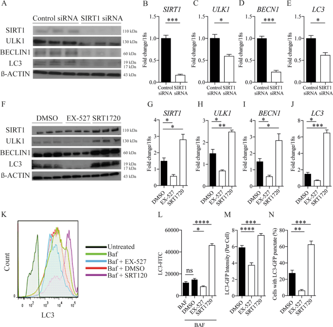 anti aging gén sirt1 sirna