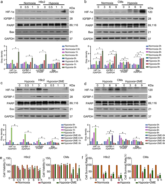Fig. 1: Hypoxia upregulates IGFBP-1 expression.