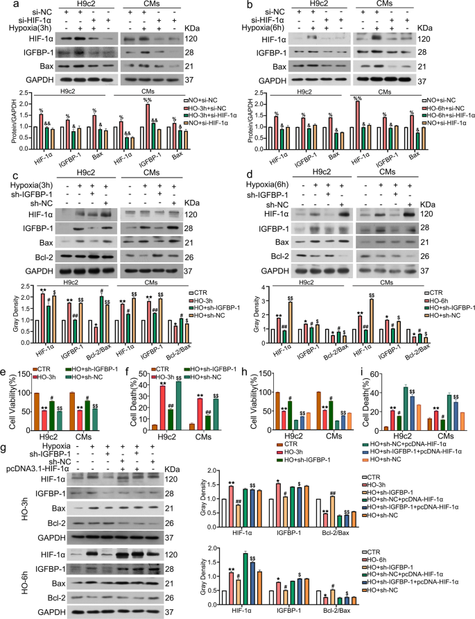 Fig. 2: Knockdown of IGFBP-1 inhibits cell apoptosis and depends on HIF-1α status.