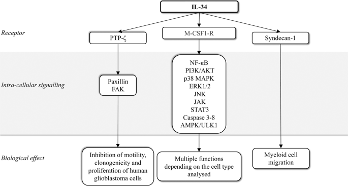 Fig. 1: Schematic view of interleukin (IL)-34 receptors and IL-34-induced signalling pathways.