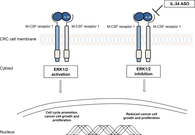 Fig. 2: Schematic view of IL-34 as a regulator of CRC cells proliferation.